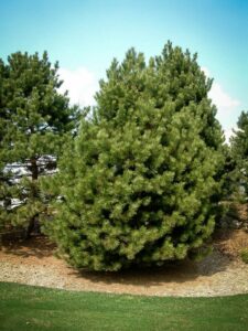 Сосна Чёрная (Pinus Nigra) купить по цене от 270.00р. в интернет-магазине «Посадика» с доставкой почтой в в Змеиногорске и по всей России – [изображение №1].