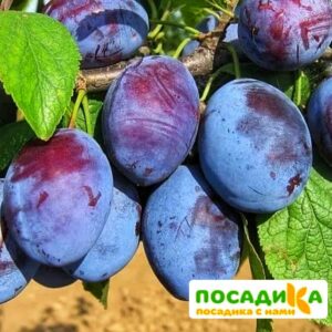 Слива Чачакская ранняя купить по цене от 229.00р. в интернет-магазине «Посадика» с доставкой почтой в в Змеиногорске и по всей России – [изображение №1].