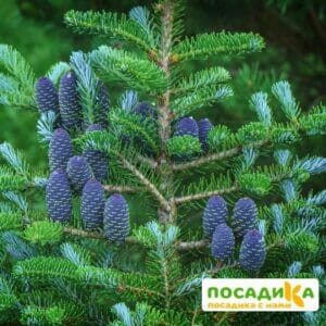 Пихта корейская (Abies koreana) купить по цене от 450.00р. в интернет-магазине «Посадика» с доставкой почтой в в Змеиногорске и по всей России – [изображение №1].