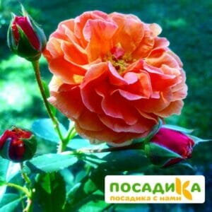 Роза Арабия купить по цене от 350.00р. в интернет-магазине «Посадика» с доставкой почтой в в Змеиногорске и по всей России – [изображение №1].