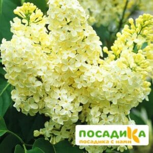 Сирень Примроуз (Primrose) купить по цене от 529.00р. в интернет-магазине «Посадика» с доставкой почтой в в Змеиногорске и по всей России – [изображение №1].