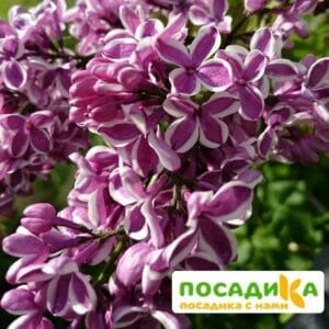 Сирень Сенсация купить по цене от 529.00р. в интернет-магазине «Посадика» с доставкой почтой в в Змеиногорске и по всей России – [изображение №1].