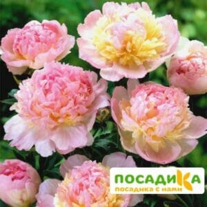 Пион Распберри Сандей (Paeonia Raspberry Sundae) купить по цене от 959р. в интернет-магазине «Посадика» с доставкой почтой в в Змеиногорске и по всей России – [изображение №1].