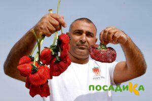 Клубника Гигант Джорнея купить по цене от 266р. в интернет-магазине «Посадика» с доставкой почтой в в Змеиногорске и по всей России – [изображение №1].