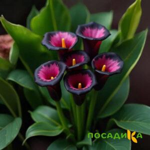 Калла Аура Лейс купить по цене от 400р. в интернет-магазине «Посадика» с доставкой почтой в в Змеиногорске и по всей России – [изображение №1].