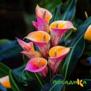 Калла Оникс купить по цене от 450р. в интернет-магазине «Посадика» с доставкой почтой в в Змеиногорске и по всей России – [изображение №1].