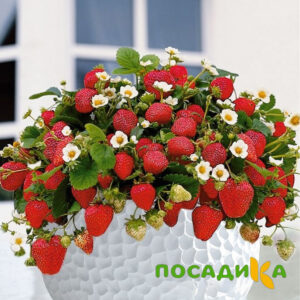 Клубника Рубиновый Шепот (горшечная) купить по цене от 240р. в интернет-магазине «Посадика» с доставкой почтой в в Змеиногорске и по всей России – [изображение №1].