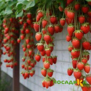 Клубника вьющаяся Комплимент купить по цене от 470р. в интернет-магазине «Посадика» с доставкой почтой в в Змеиногорске и по всей России – [изображение №1].
