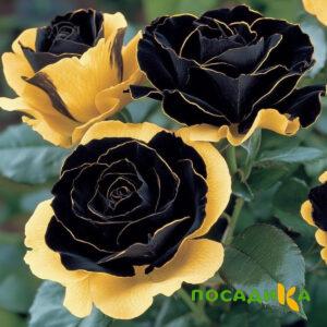 Роза Ханни Сикл купить по цене от 700р. в интернет-магазине «Посадика» с доставкой почтой в в Змеиногорске и по всей России – [изображение №1].