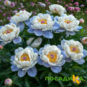 Пион акварельный Этюд купить по цене от 806р. в интернет-магазине «Посадика» с доставкой почтой в в Змеиногорске и по всей России – [изображение №1].