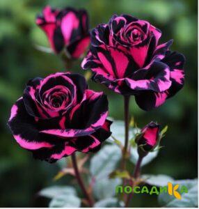 Роза Багровый Шепот купить по цене от 366р. в интернет-магазине «Посадика» с доставкой почтой в в Змеиногорске и по всей России – [изображение №1].