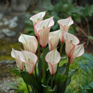 Калла Глейшер купить по цене от 299р. в интернет-магазине «Посадика» с доставкой почтой в в Змеиногорске и по всей России – [изображение №1].