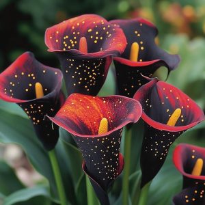 Калла Нуар купить по цене от 299р. в интернет-магазине «Посадика» с доставкой почтой в в Змеиногорске и по всей России – [изображение №1].