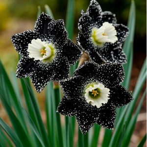 Нарцисс Кассата купить по цене от 372р. в интернет-магазине «Посадика» с доставкой почтой в в Змеиногорске и по всей России – [изображение №1].