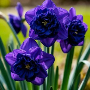 Нарцисс Арт Нуво купить по цене от 378р. в интернет-магазине «Посадика» с доставкой почтой в в Змеиногорске и по всей России – [изображение №1].