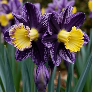 Нарцисс Акропоис купить по цене от 382р. в интернет-магазине «Посадика» с доставкой почтой в в Змеиногорске и по всей России – [изображение №1].