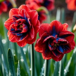 Нарцисс Эрличе купить по цене от 386р. в интернет-магазине «Посадика» с доставкой почтой в в Змеиногорске и по всей России – [изображение №1].