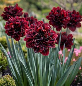 Нарцисс Малиновая Вуаль купить по цене от 3000р. в интернет-магазине «Посадика» с доставкой почтой в в Змеиногорске и по всей России – [изображение №1].